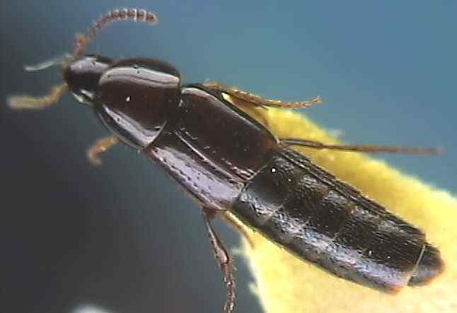 Mycetoporus brunneus